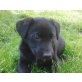 LEJA, Labradormix,Pflegestelle Maissau Welpen - Hündin
