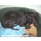 LELA, Labrador Mix - Hündin