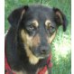 LELA,  Pflegestelle Niederösterreich, verspielte PINSCHER-Mix - Hündin