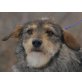 LENCHEN, Pflegestelle Oberösterreich, süße kleine Zuckerpuppe - Schnauzer-Dackelmix - Hündin