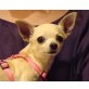 LENI, Chihuahua kurzhaariger Schlag - Hündin