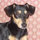 LENI, Pinscher Mischling, kastriert Welpen - Hündin