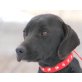 LENISA, Pflegestelle Niederösterreich, liebe, dankbare - Labrador/Jagdhundmix - Hündin
