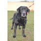 LENNOX, Labrador Retriever - Rüde