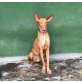 LENNOX, Podenco Canario - Rüde