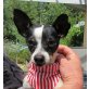 LENNY - Linares, Jack-Russell-Terrier-Mischling, kastriert - Rüde