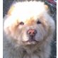 LEO 9, Pflegestelle Burgenland, Chow-Chow - Rüde