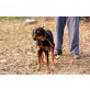 LEO(FIL) - Traumhund sucht Lebensplatz - Rüde