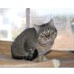 LEO , Kater - Kater