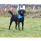 LEO, Labrador-Mischlingsrüde - Rüde