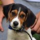 LEO - Ubeda, Beagle-Mischling, unkastriert Welpen - Rüde