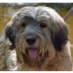LEO - Ubeda, Briard Mix, kastriert - Rüde