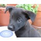 LEON, Labradormix,Pflegestelle Wien Welpen - Rüde