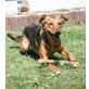 LEONA, Mix - Hündin