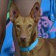 LEONARDO - Ubeda, Podenco - kastriert - Rüde