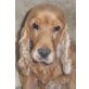 LEONIE 4, Pflegestelle Nähe Hollabrunn, Englischer Cocker Spaniel - Hündin