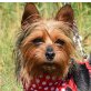 LEONIE - Linares, Yorkshire-Terrier-Mischling, kastriert - Hündin