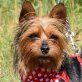 LEONIE - Linares, Yorkshire-Terrier-Mischling, kastriert - Hündin