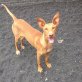 LEONIE, Podenco Canario Welpen - Hündin