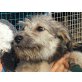 LEONIE, geboren, um zu sterben-alle 3 Mischlings Welpen - Hündin