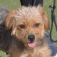 LEONORA - Linares, Yorkshireterrier-Mischling, kastriert - Hündin