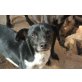 LEROY, kl.neugieriger,menschenbezogener Mischlings - Rüde
