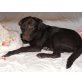 LESHARO2, Pflegestelle Steiermark, schokobrauner Labrador Mix - Rüde
