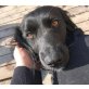 LESLY, Pflegestelle Wien, Charakterlich 100% entzückender Spaniel - Hündin