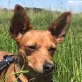 LEVIN - Linares, Zwergpinscher - kastriert - Rüde