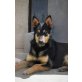 LEWIS, Schäferhund Mix, kastriert - Rüde