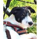LEXA, Pflegestelle Tirol Welpen - Hündin