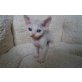 LEXUS of Royal Devons, Devon Rex - Kater