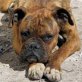 LEYA, Boxer, kastriert - Hündin