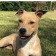 LIA, American Staffordshire - Mix - Hündin