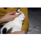 LIA, Schmusekönigin sucht Traumplatz - Katze