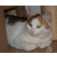 LIA, Tierschutz - Katze
