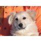 LIAN sucht Pflege- oder Fixplatz, Spitz-Retrievermix - Rüde
