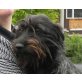 LIBERTY, Pflegestelle Nähe St.Pölten, Dackel-Schnauzer-Mix - Hündin