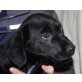 LICIO, Labradormischling,Pflegestelle NÖ Welpen - Rüde