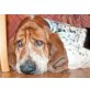 LIEBTRAUD - Pflegestelle Niederösterreich, Basset Hound - Hündin