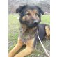LIESEL , wunderschöne, ruhige, junge Schäferhundmix- - Hündin