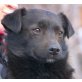 LIKOS, Pflegestelle Niederösterreich, zuckersüßer Spitz/Pinscher/Spanielmix - Rüde