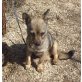 LILI 11, Pflegestelle Tirol, süßes MINI-WÖLFCHEN - Chihuahua-Mix - Hündin