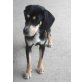 LILI 5 - Pflegestelle Österreich, Beagle - Mix - Hündin