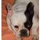LILI 8, französische Bulldoggenhündin, PS NÖ - Hündin
