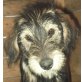LILI, Schnauzermischling,Pflegestelle NÖ Welpen - Hündin