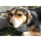 LILI, aussergewöhnliche, angenehme hundedame - Hündin