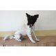 LILI, evtl. Spitz-Mix - Hündin