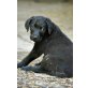 LILI, kleine Kuschelmaus Welpen - Hündin
