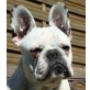 LILLI 10, Pflegestelle Oberösterreich, anhängliche Französische Bulldoggen - Hündin